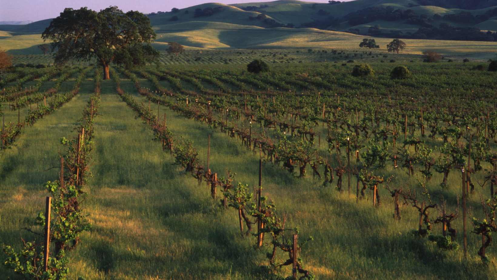 livermore california vineyards